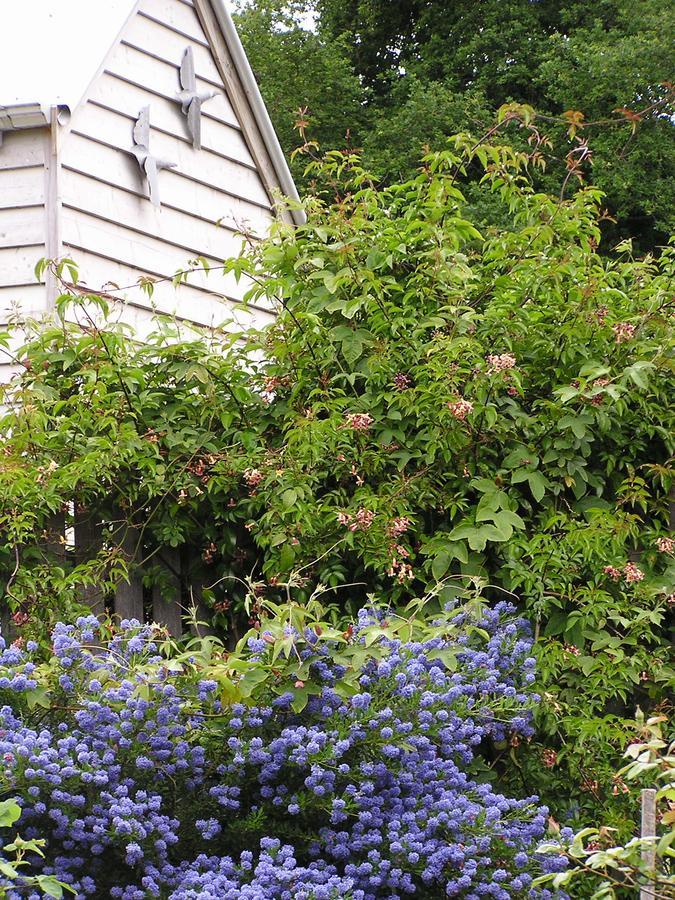 Lemonade Creek Cottages Lorne Exterior foto
