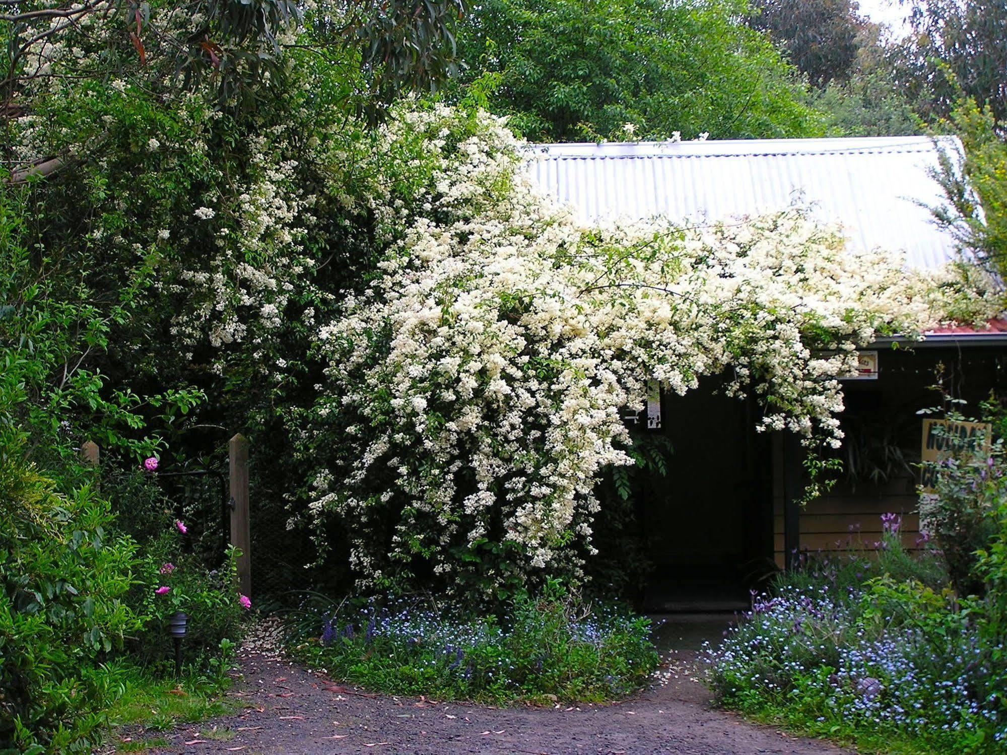 Lemonade Creek Cottages Lorne Exterior foto